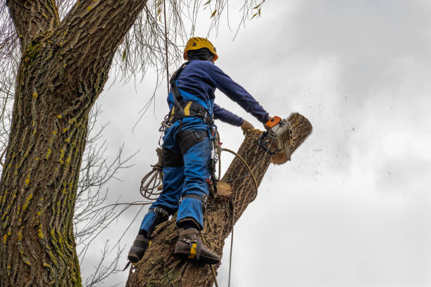 Best Storm Damage Tree Cleanup  in Pine Mountain, GA